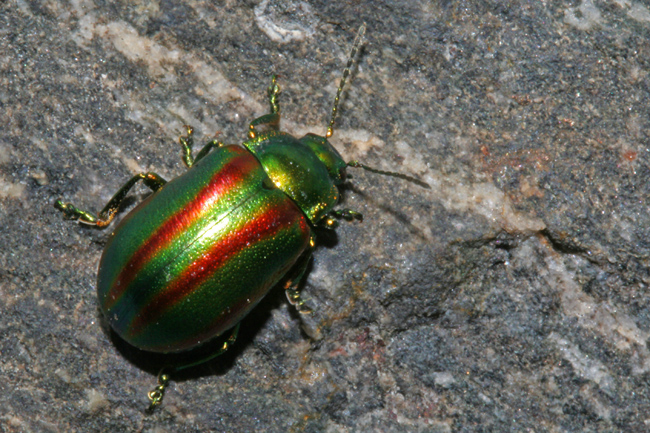 Oreina speciosa  (Coleoptera, Chrysomelidae)