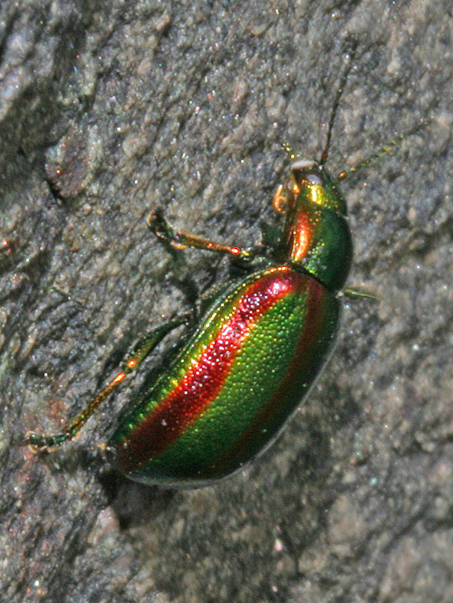 Oreina speciosa  (Coleoptera, Chrysomelidae)