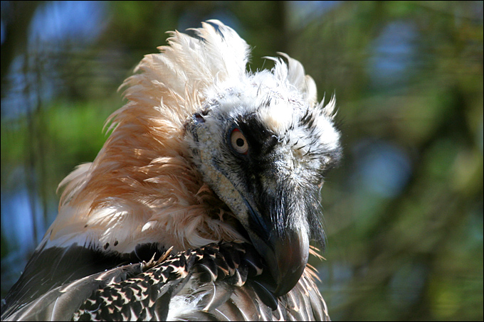 Gipeto - Gypaetus barbatus, in cattivit e in natura