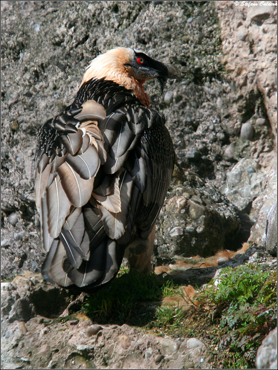 Gipeto - Gypaetus barbatus, in cattivit e in natura