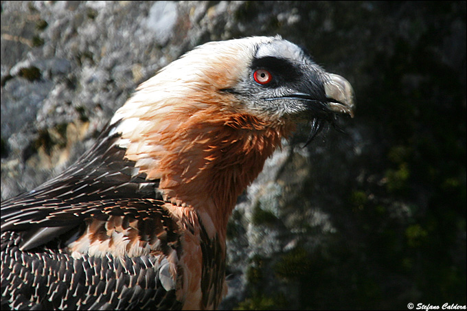 Gipeto - Gypaetus barbatus, in cattivit e in natura