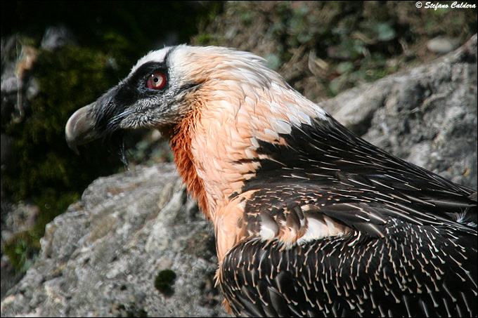 Gipeto - Gypaetus barbatus, in cattivit e in natura