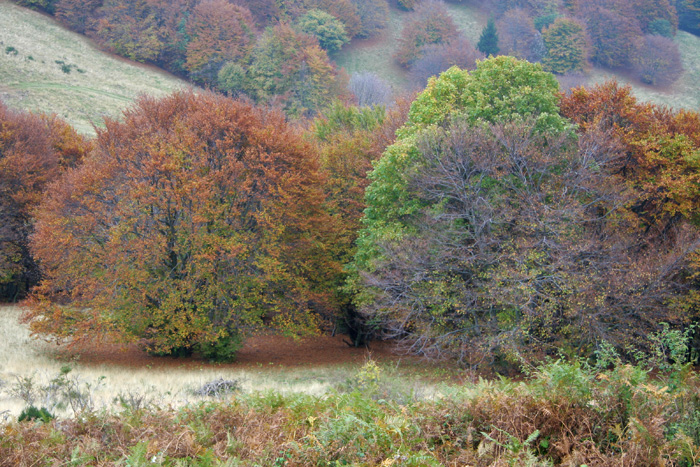 Autunno