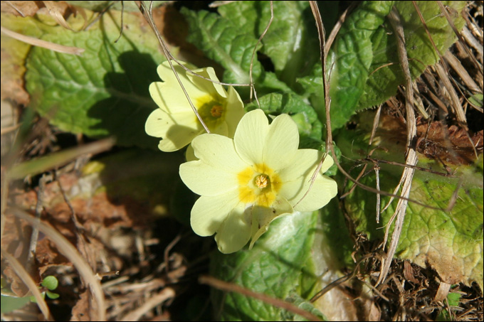 Gi fiorita! - Primula vulgaris