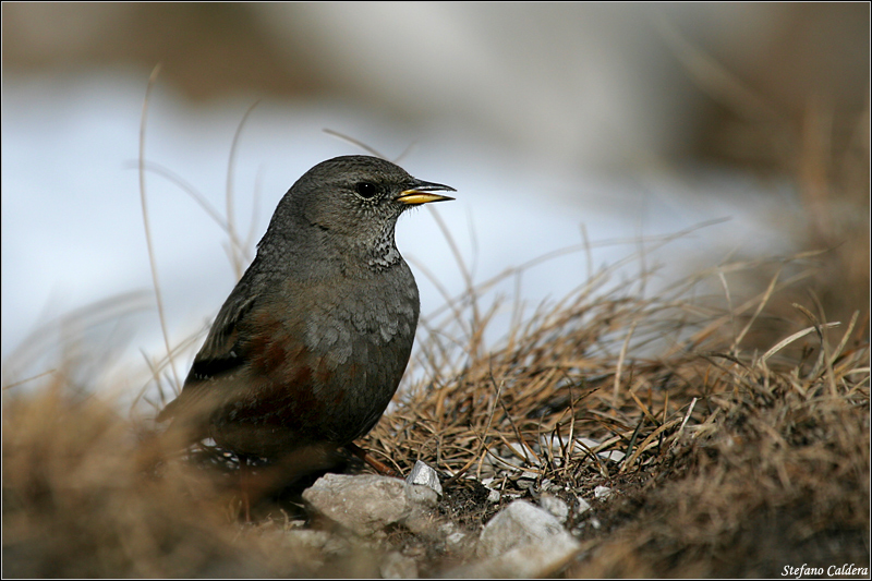 Sordone - Prunella collaris