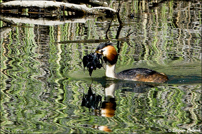 Svasso maggiore - Podiceps cristatus