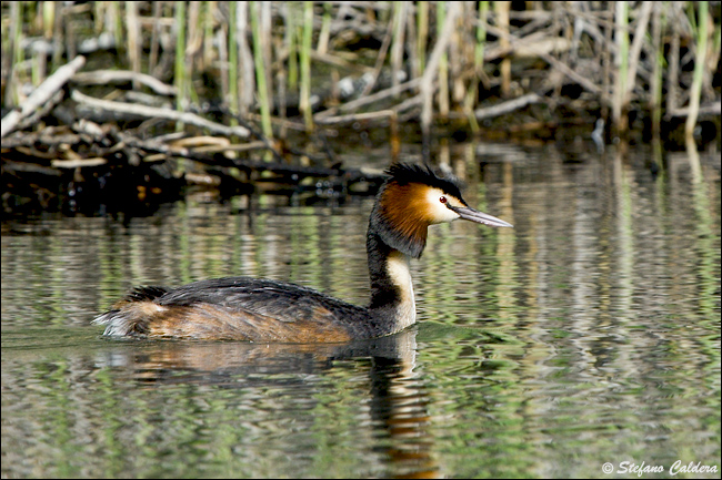 Svasso maggiore - Podiceps cristatus