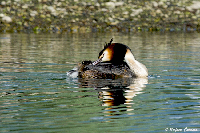 Svasso maggiore - Podiceps cristatus