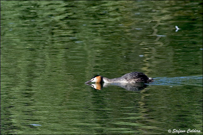 Svasso maggiore - Podiceps cristatus