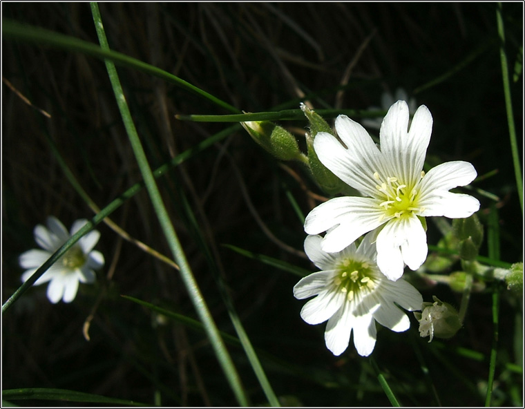 Cerastium sp.