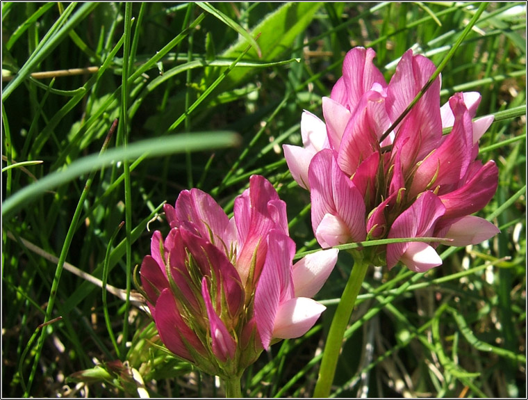 Trifolium alpinum / Trifoglio alpino