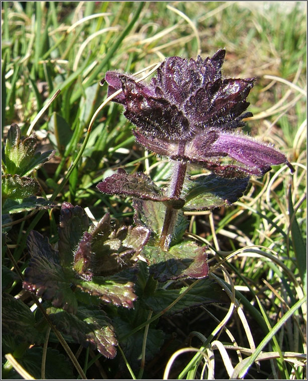 Bartsia alpina / Bartsia