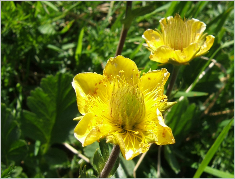 Geum montanum / Cariofillata montana