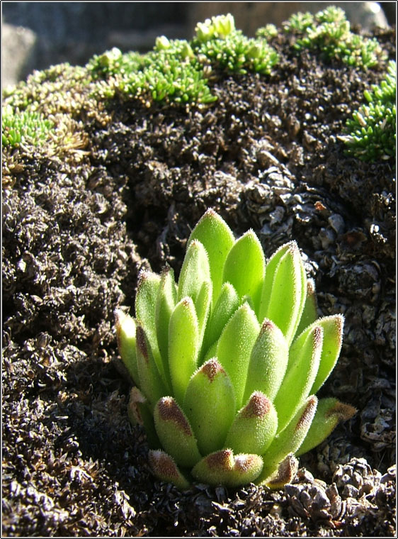 Sempervivum montanum / Semprevivo montano