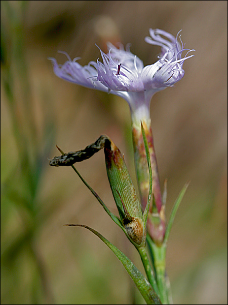 Dianthus superbus / Garofano a pennacchio