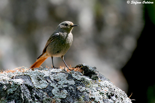 Codirosso spazzacamino (Phoenicurus ochruros).