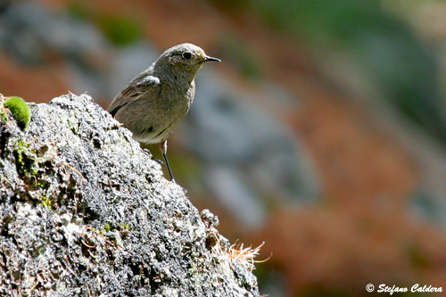 Codirosso spazzacamino (Phoenicurus ochruros).