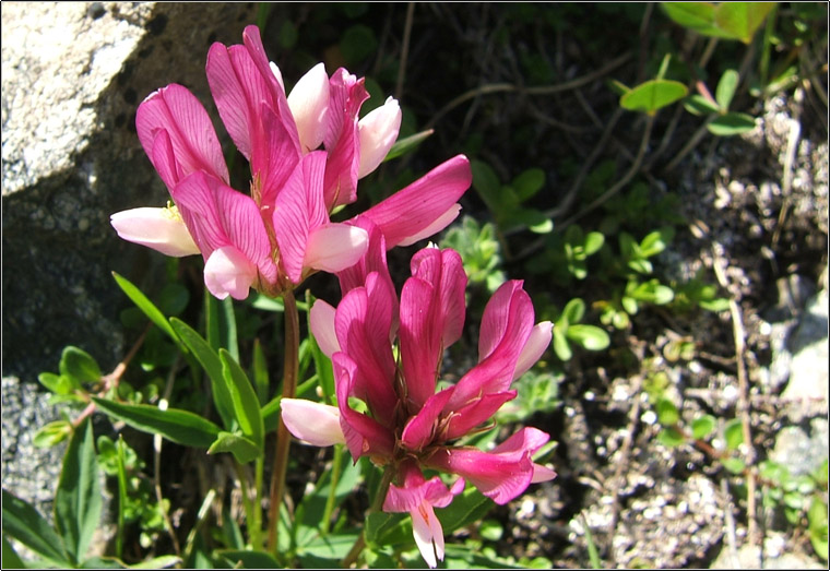 Trifolium alpinum / Trifoglio alpino