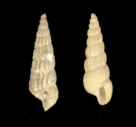 Turbonilla striatula