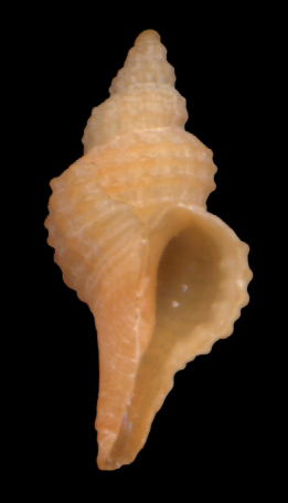 Trophon muricatus