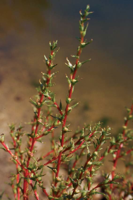 Salsola kali  / Erba cali