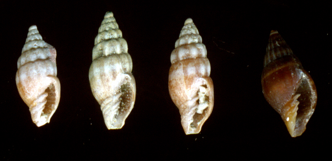 Vexillum savignyi