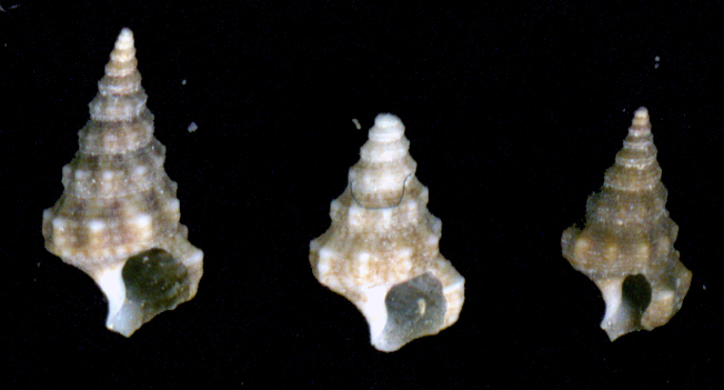 Cerithium vulgatum juv. e C. renovatum juv.