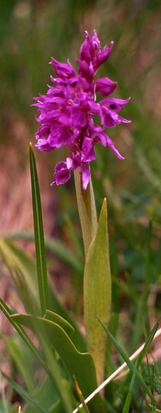 Un po'' di orchidee dalla Val Gardena...