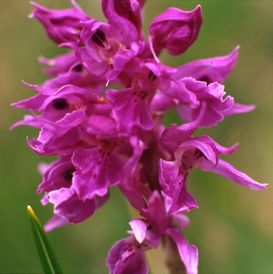 Un po'' di orchidee dalla Val Gardena...