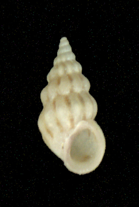 Rissoa variabilis