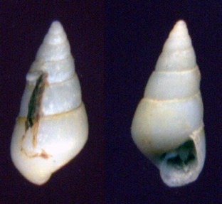 Odostomia conoidea