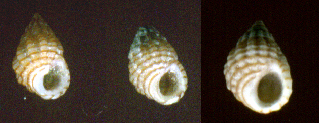 Alvania lineata