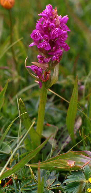 Un po'' di orchidee dalla Val Gardena...