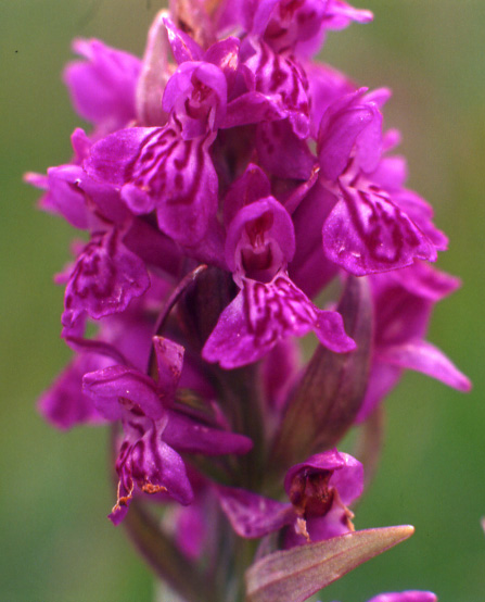 Un po'' di orchidee dalla Val Gardena...