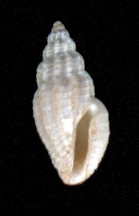 Mangelia stosiciana