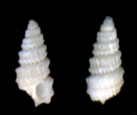 Folinella excavata