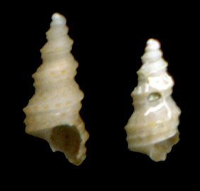 Turritella turbona