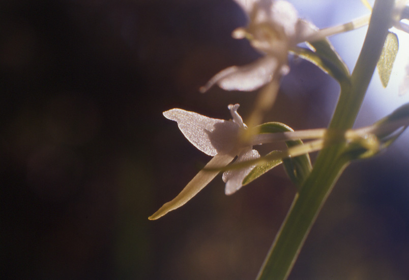 Un po'' di orchidee dalla Val Gardena...