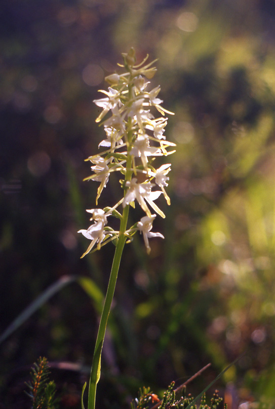 Un po'' di orchidee dalla Val Gardena...