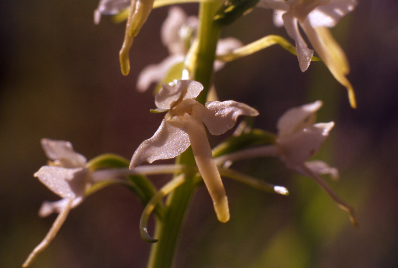 Un po'' di orchidee dalla Val Gardena...