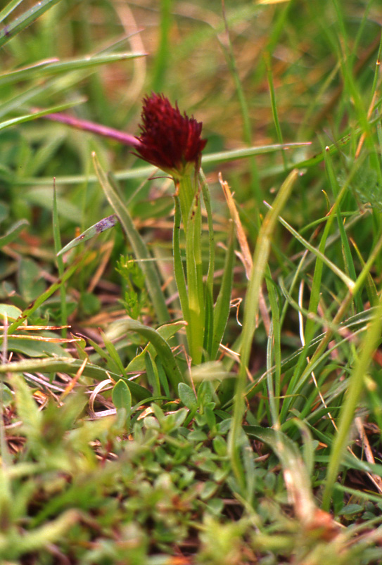 Un po'' di orchidee dalla Val Gardena...