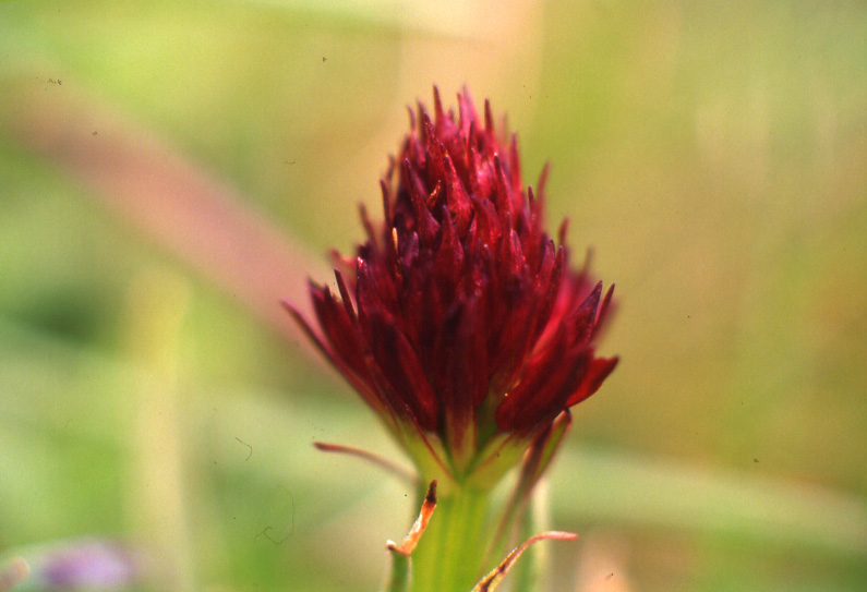 Un po'' di orchidee dalla Val Gardena...