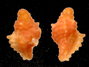 Muricopsis cfr. aradasi juv.