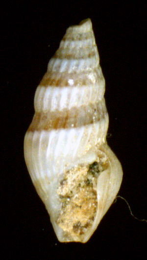 Crassopleura maravignae