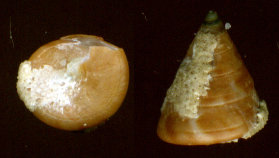 Calliostoma gualterianum