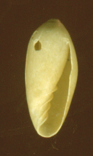 Volvarina mitrella