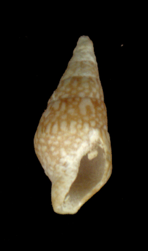 Mitrella sp. juv.