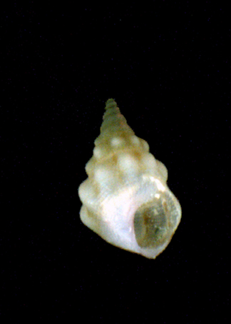 Rissoa variabilis juv.