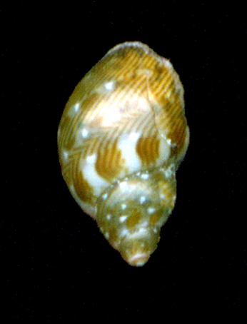 Tricolia speciosa juv.