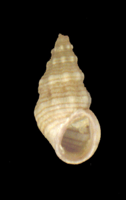 Rissoa variabilis